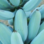 Blue Java Banana: La Sorpresa Cremosa de la Naturaleza