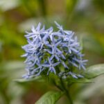 Bluestar Flowers: Guía para plantar cultivar y cuidar Amsonia Tabernaemontana
