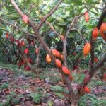 Cacao: Cultiva tus propias habas de chocolate en casa