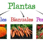 ¿Callas: Plantas Anuales Perennes o Bianuales?