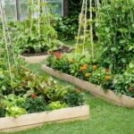 Camas Elevadas o Jardinería en Suelo: Ventajas y Desventajas