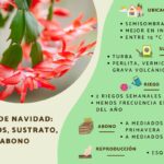 Cantidad de Luz Necesaria para un Cactus de Navidad