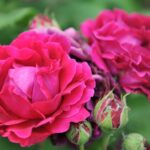 Características de las rosas híbridas perpetuas burbon y portland