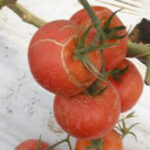 Causas del agrietamiento del tomate en la planta