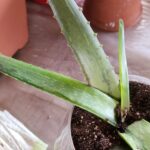 Causas del amarillamiento en plantas de aloe vera: 9 razones