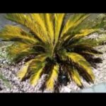 Causas del Amartillamiento de las Hojas del Sago Palm