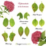 Causas del cambio a marrón en flores de hortensias