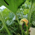 Causas del enblanquecimiento de las hojas de mi calabaza