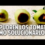 Causas del ennegrecimiento en la base de tus tomates