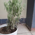 Causas del marchitamiento de mi lavanda
