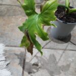 Causas del oscurecimiento en hojas de tu filodendro