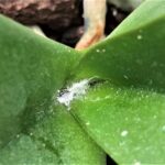 Causas del problema de hojas pegajosas en tu aloe
