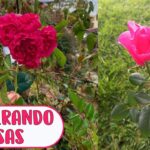Causas por las que tus rosas no florecen este año