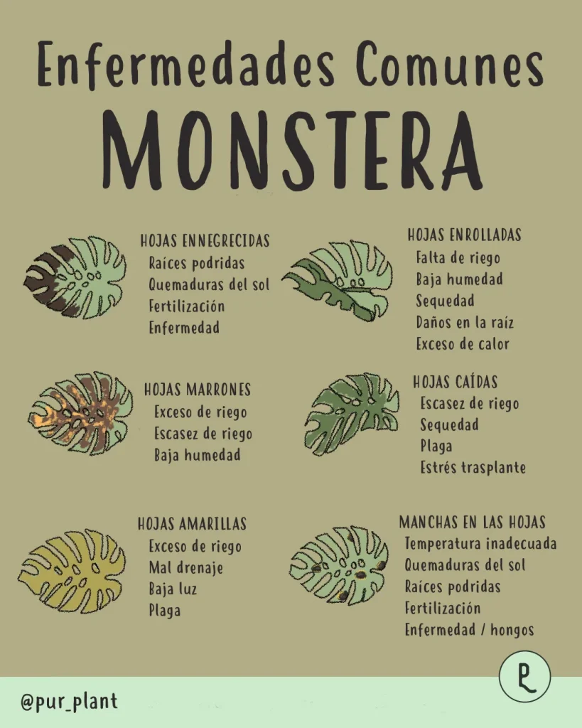 Causas y momentos de la división en hojas de Monstera