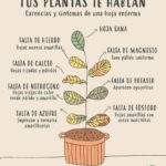 Causas y soluciones para el amarillamiento de hojas de camelia