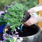 Causas y soluciones para salvar tu planta de lavanda