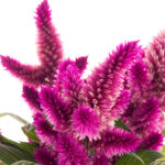 Celosia: ¿planta anual bienal o perenne?