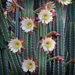 Cereus Peruvianus: Cultivo Del Cactus Manzano Peruano