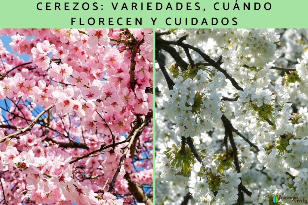 Juego Completo De 40 Componentes FLORES DE MELOCOTÓN 20 Hojas