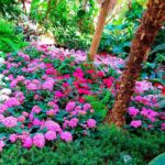 Chrysanthemums: ¿Plantas Anuales Bianuales o Perennes?