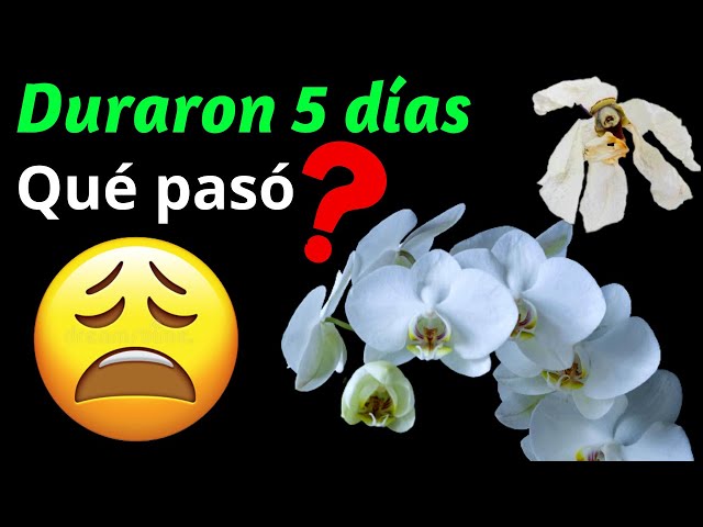 Cinco causas del marchitamiento y decaimiento de tu orquídea