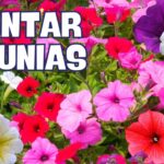 Cinco claves para cultivar petunias impresionantes