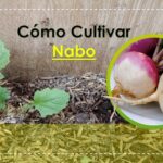 Cinco consejos para cultivar nabos suecos jugosos y dulces