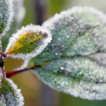 Cinco métodos para resguardar plantas tropicales del daño por heladas