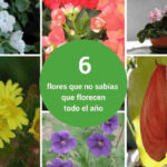 Cinco motivos por los que tus plantas florecen en época inusual