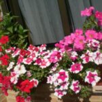 Cinco remedios para petunias alargadas y desgarbadas