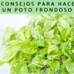 Cinco trucos para un poto más frondoso y exuberante