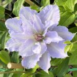 ¿Clematis es planta anual bienal o perenne?