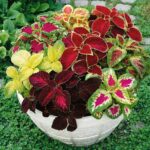 ¿Coleus es planta anual bienal o perenne?
