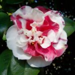 Colores de Camelias: ¿Qué tonos ofrecen en su floración?