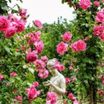 Combinaciones infalibles de rosas e higueras para tu jardín