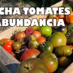 Cómo Alimentar Tus Tomates para Cosechas Inigualables