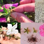 Cómo Almacenar Tus Semillas de Petunia para el Próximo Año