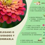 Cómo Cosechar y Conservar Semillas de Flores de Zinnia