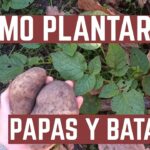Cómo Cultivar Batatas en Macetas: Guía de 8 Pasos Fáciles