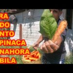 ¿Cómo Cultivar Espinacas Junto a Zanahorias?