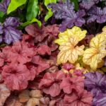 Cómo Cultivar Heucheras desde Semillas: Guía Paso a Paso