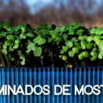 Cómo Cultivar Microgreens de Mostaza en 5 Simples Pasos