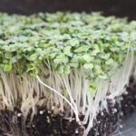 Cómo cultivar microgreens de nabo en 5 sencillos pasos