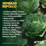 Cómo Cultivar Microgreens de Repollo en 5 Pasos Simples