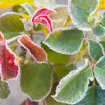 Cómo determinar la primera helada otoñal y su importancia