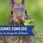 ¿Cómo evitar que los conejos coman mis flores Susanas?