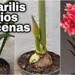 Cómo Lograr que Amaryllis Florezcan en Casa con 9 Sencillos Pasos