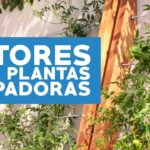 Cómo Lograr que tu Potos Trepe Muros o Enrejados