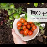 ¿Cómo Lograr que tus Plantas de Tomate Den Más Frutos?