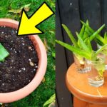 Cómo Multiplicar Aloe desde Hijuelos o Esquejes